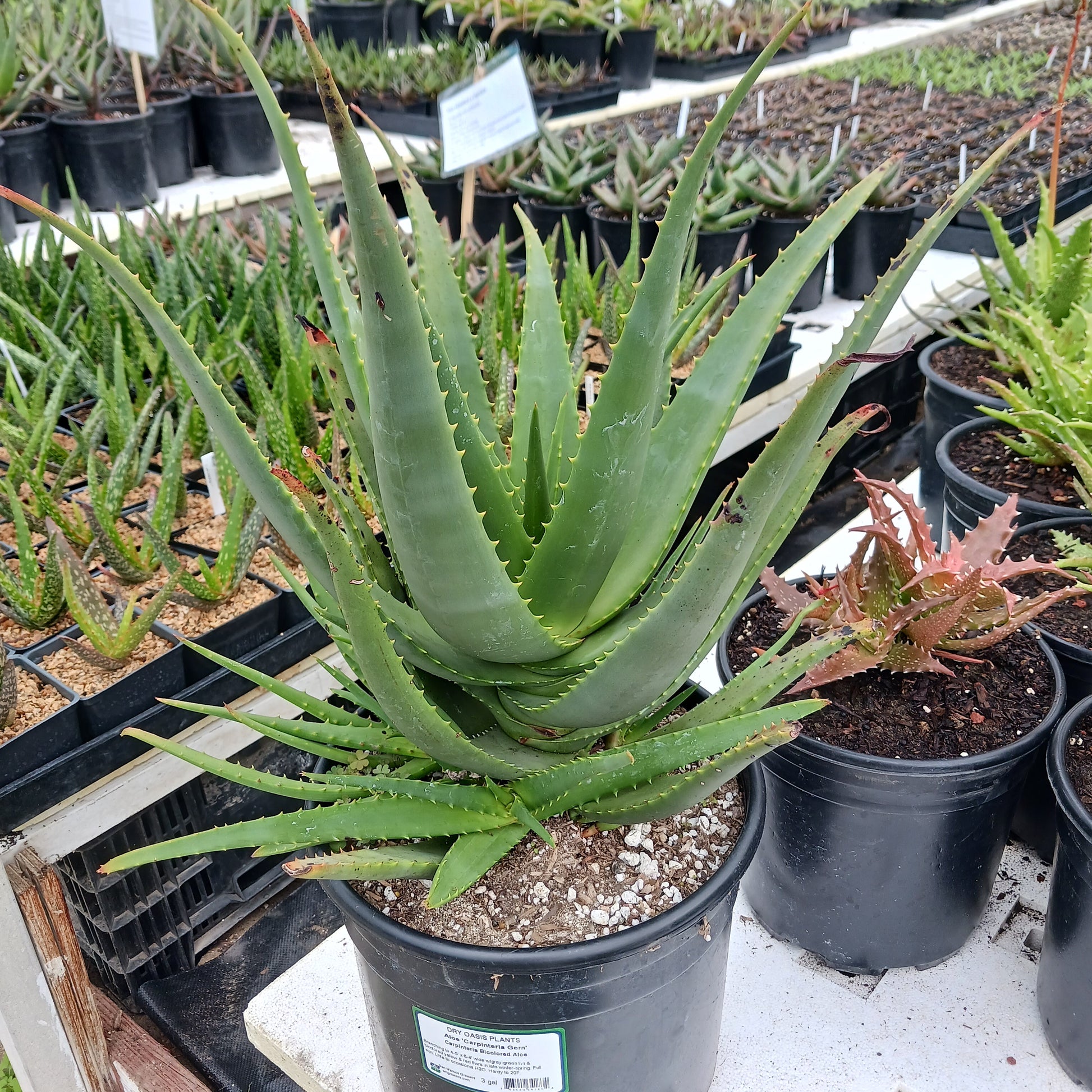 Aloe "Carpinteria Gem" in 3gal nursery pot