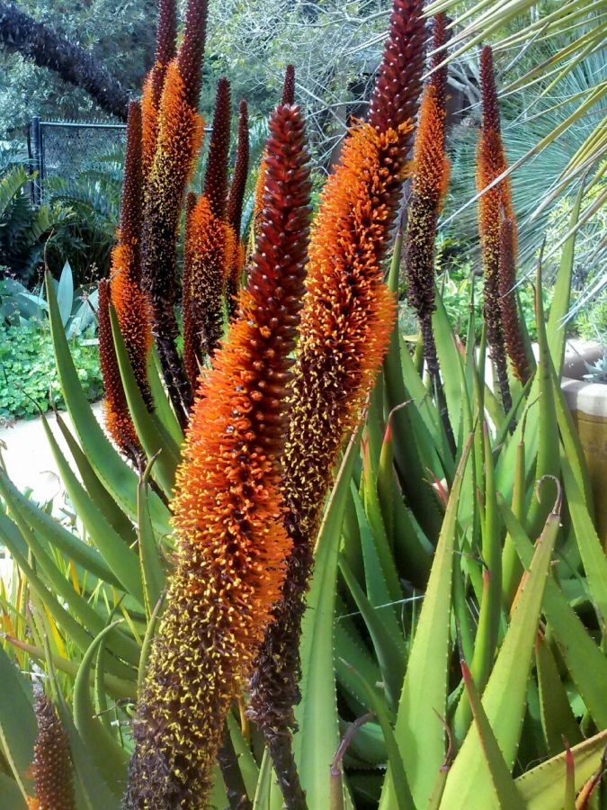 Aloe castanea flower