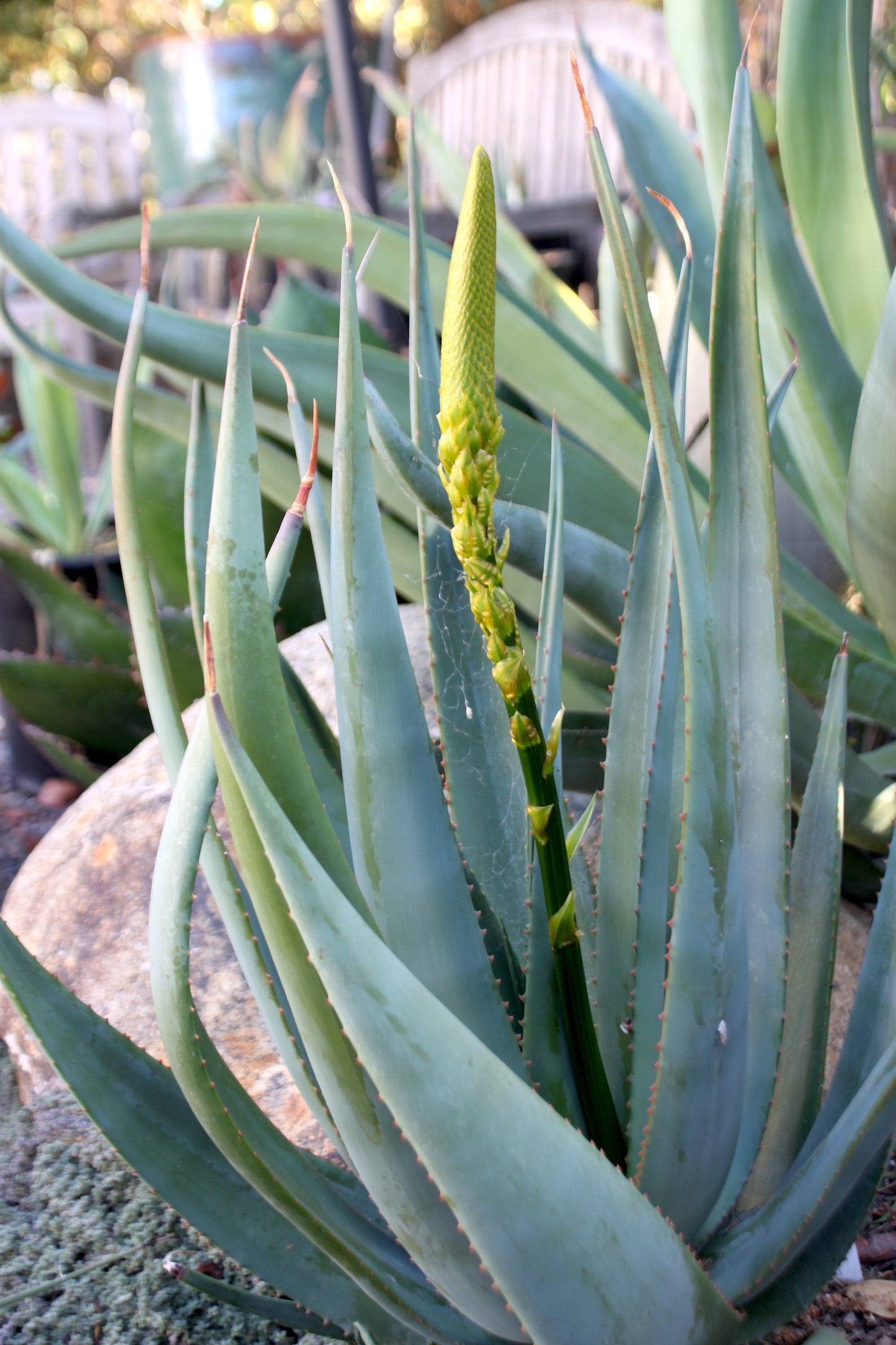 Aloe castanea ith flower bud