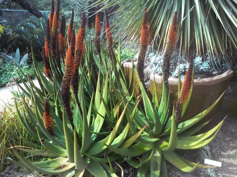 Aloe castanea in bloom