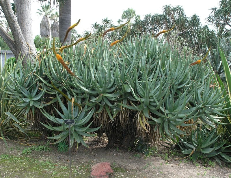 Aloe castanea mature