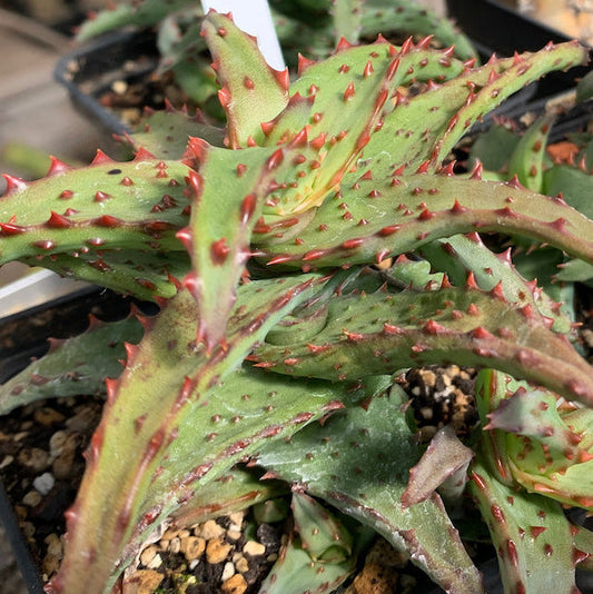 Aloe castilloniae - 4in