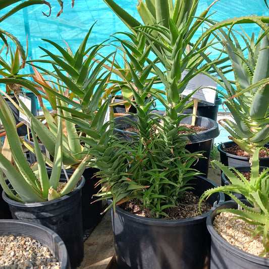 Aloe cilaris in 7ga container