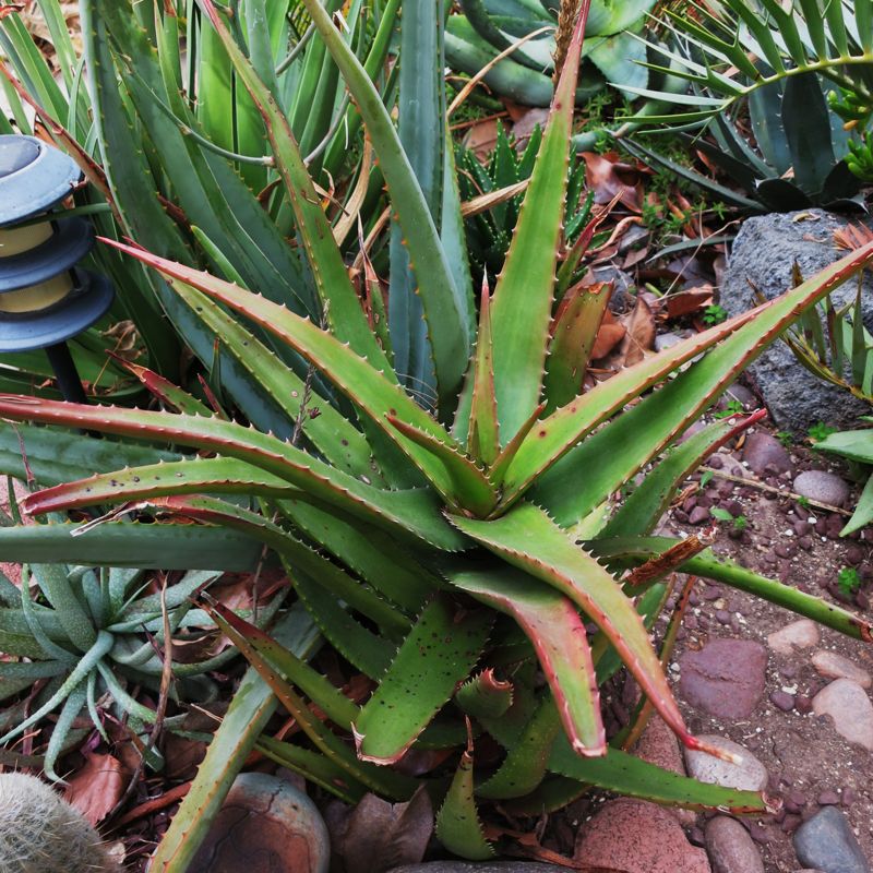 Aloe classenii - 4in – dryoasisplants