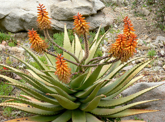 Aloe claviflora