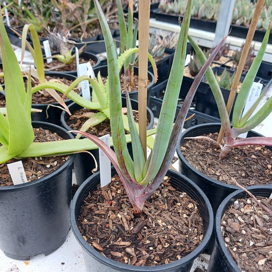 Aloe comosa