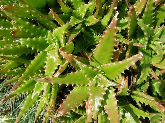 Aloe congolensis