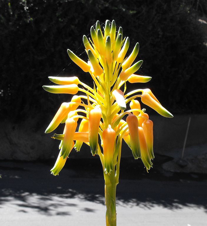 Aloe cooperi flower