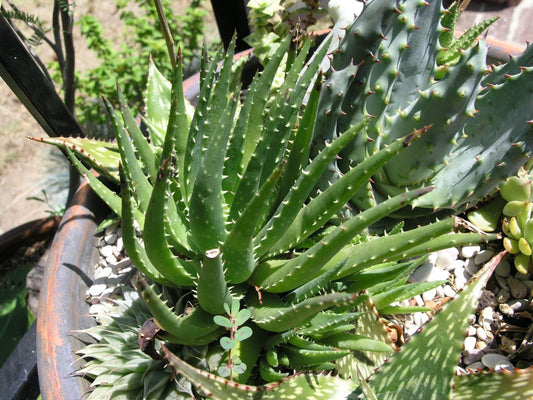 Aloe "Crosby's Prolific" - 4in