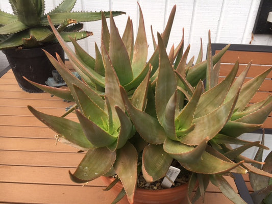 Aloe deltoideodonta - 4in