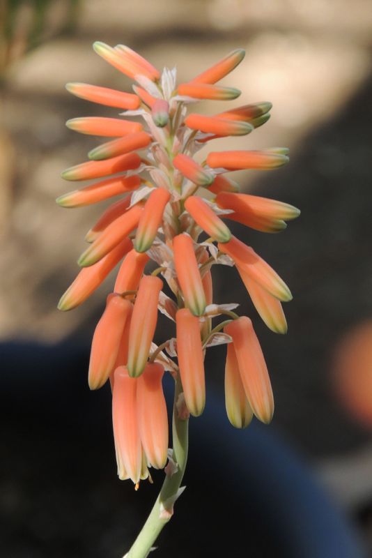 Aloe deltoideodonta - 4in
