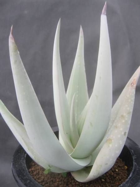 Aloe dhufarensis