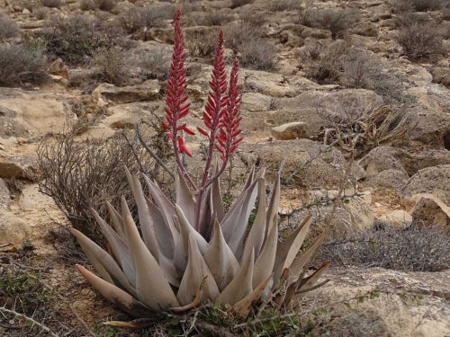 Aloe dhufarensis flowering in the wild