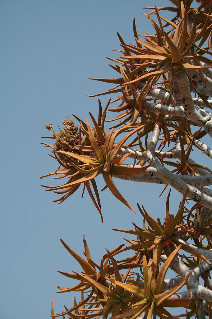 Aloe dichotoma branch close up