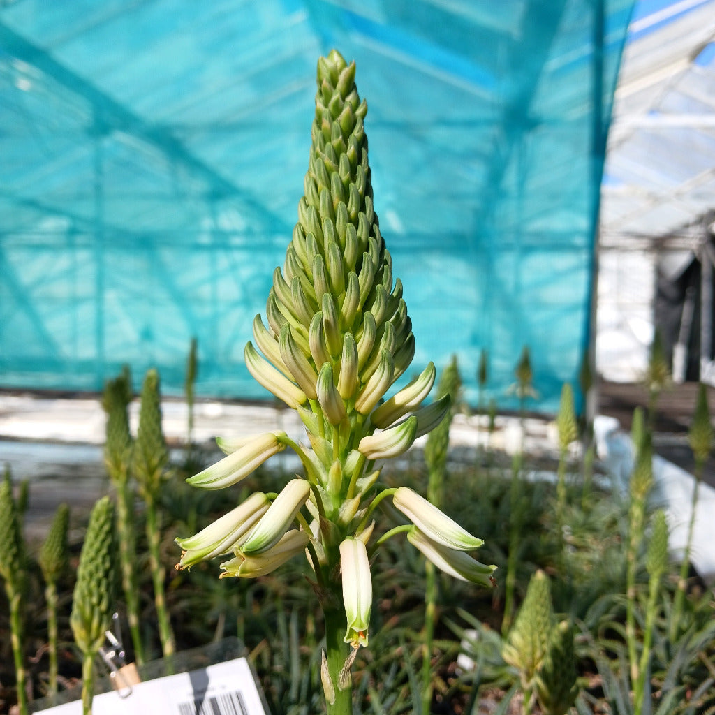 Aloe "Dwarf White"  - 1ga