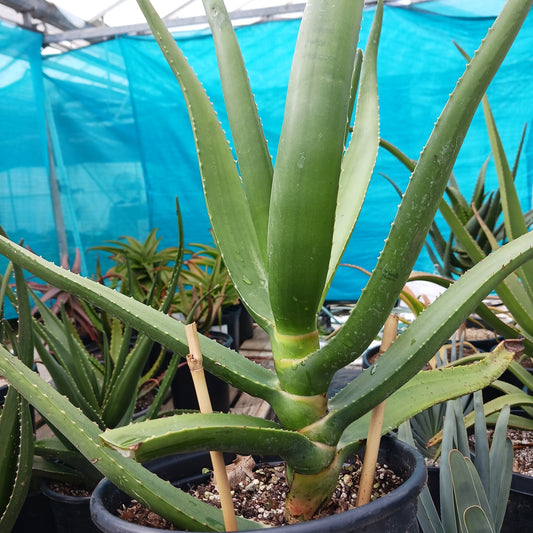 Aloe eminens "Koko Crater" - 2ga