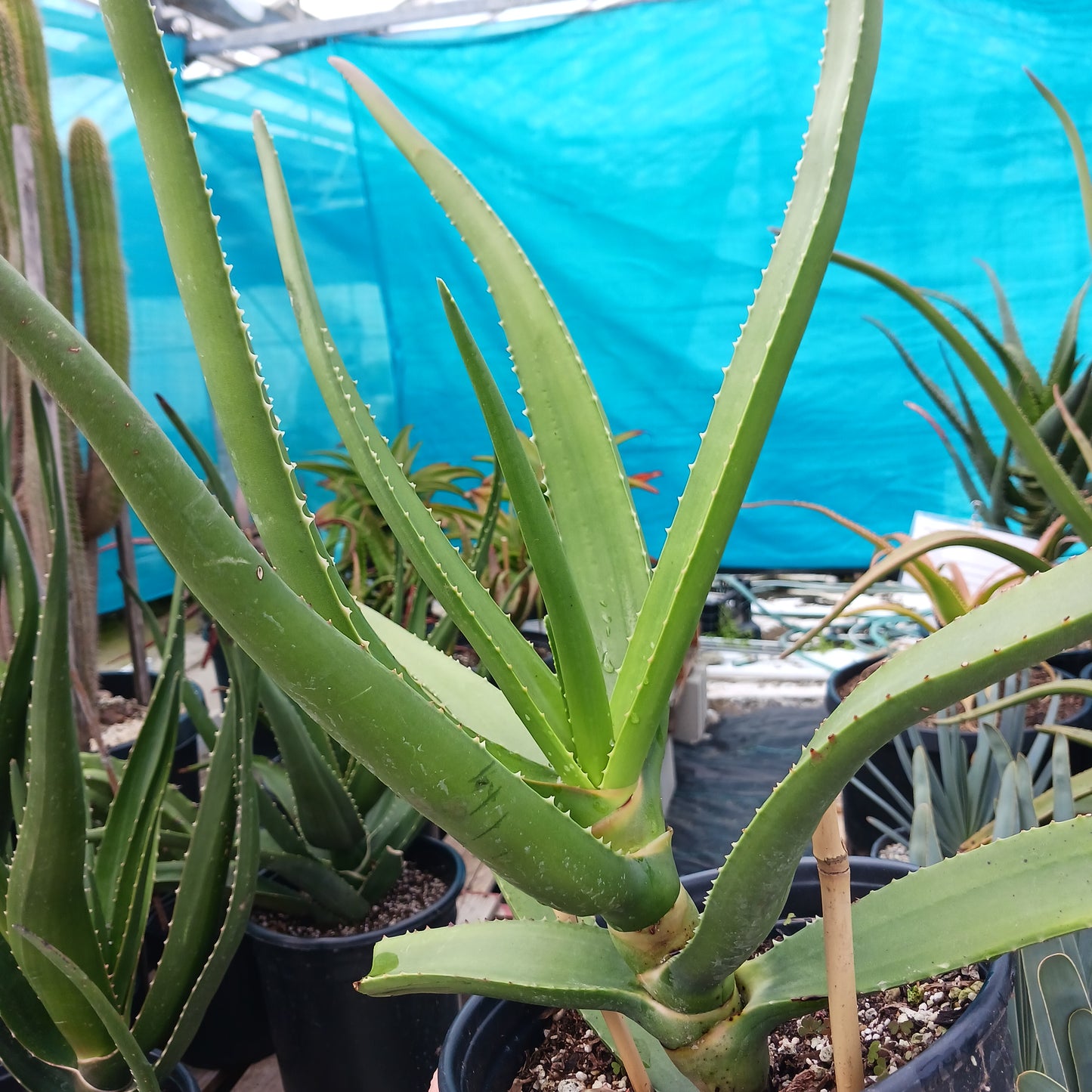 Aloe eminens "Koko Crater" - 2ga