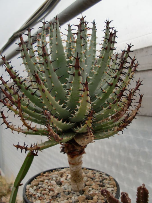 Aloe erinacea