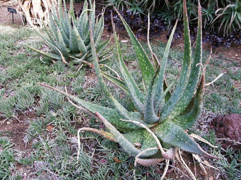 Aloe esculenta in garden
