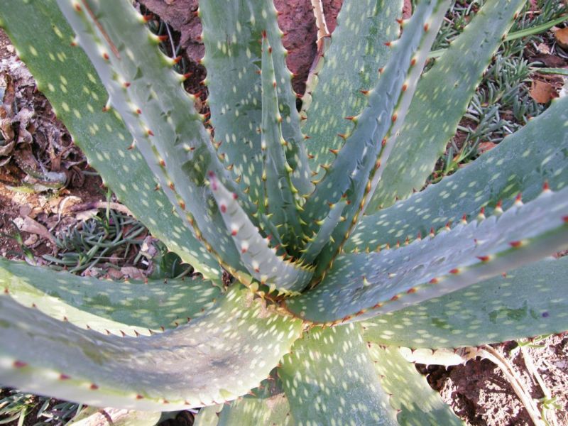 Aloe esculenta close up