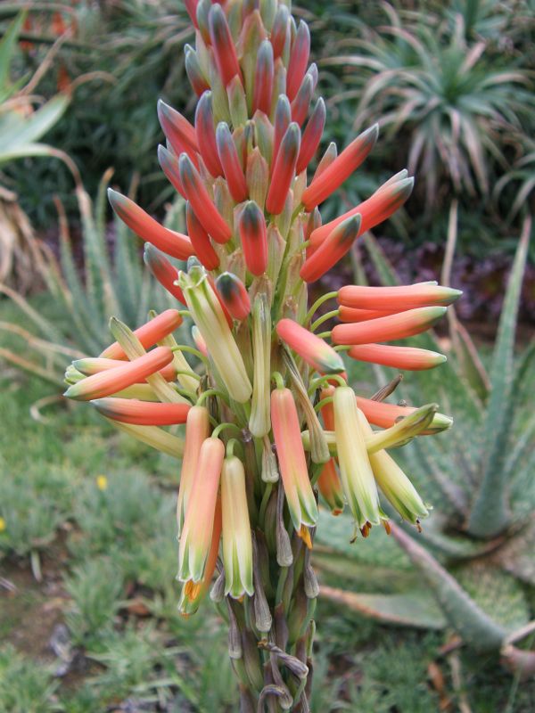 Aloe esculenta flower blooming