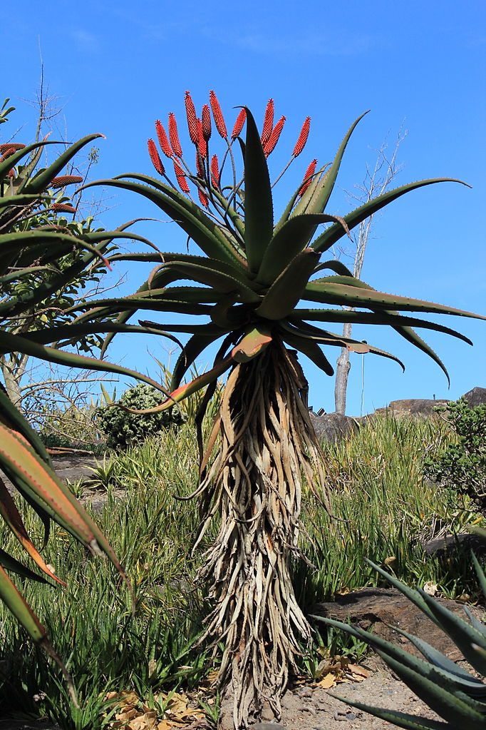 Aloe excelsa mature specimen in natural setting