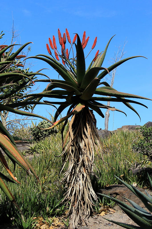 Aloe excelsa mature specimen in natural setting