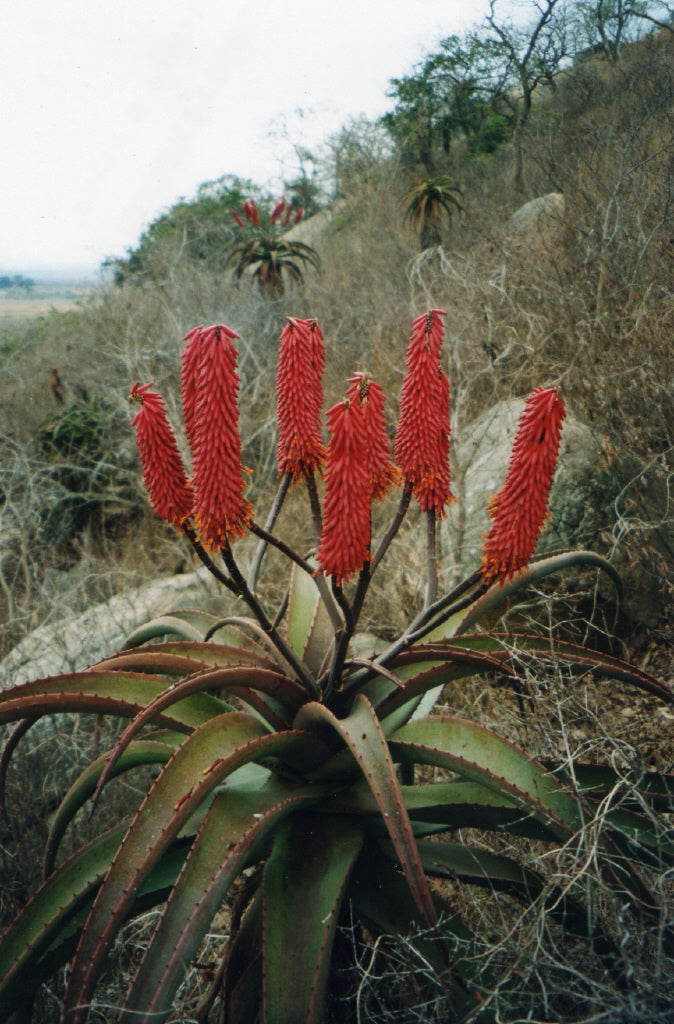 Aloe excelsa in bloom in natural setting