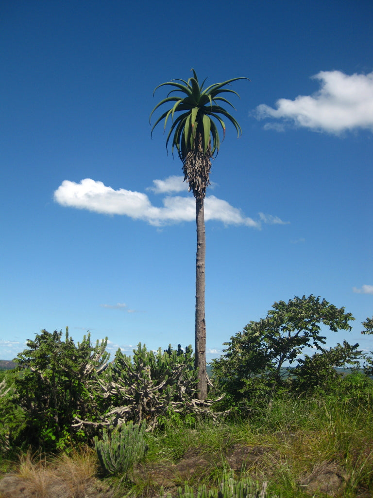 Aloe excelsa very large specimen in natural habitat