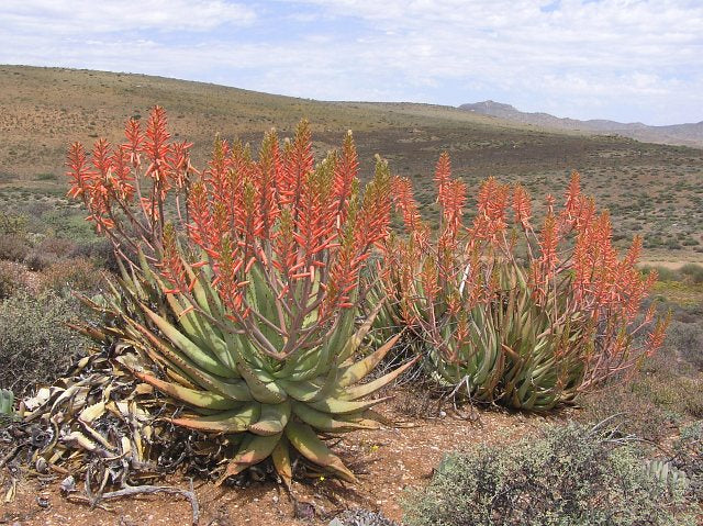 mature colony of Aloe falcata in native habitat