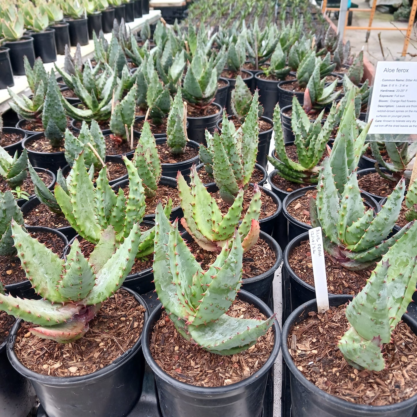 Aloe ferox - 1ga