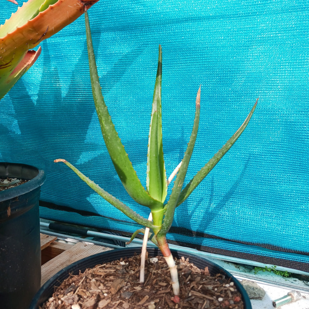Aloe fievetii