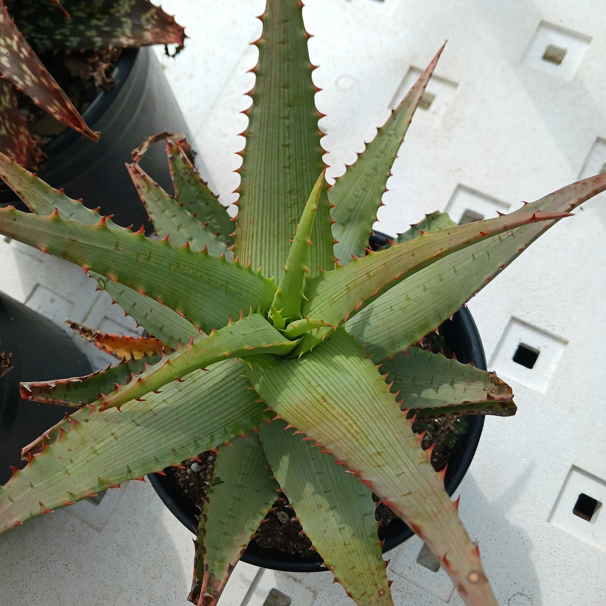 Aloe glauca "Namaqualand"