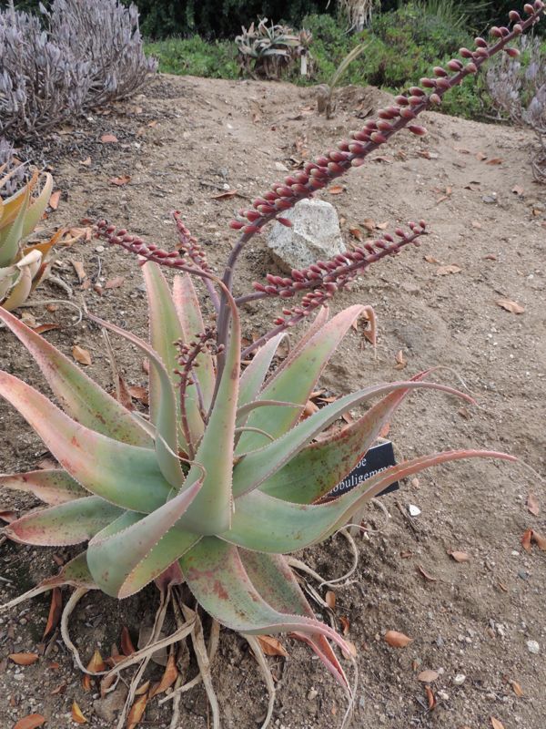 Aloe globuligemma