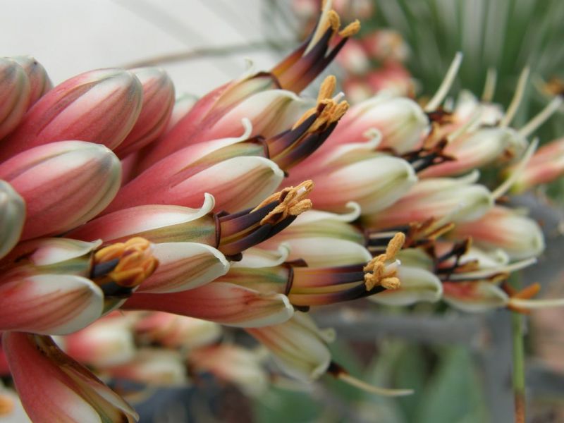 Aloe globuligemma flower close up