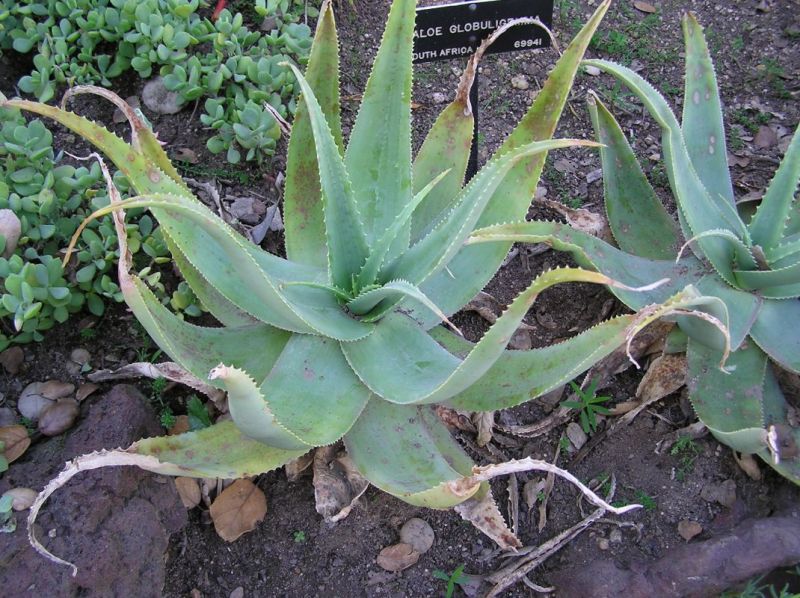 Aloe globuligemma