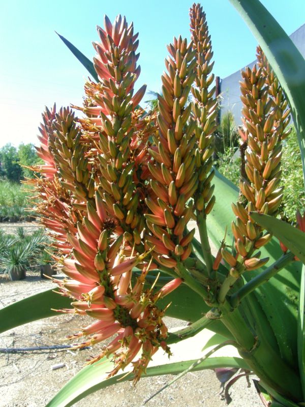 Aloe "Goliath" flower