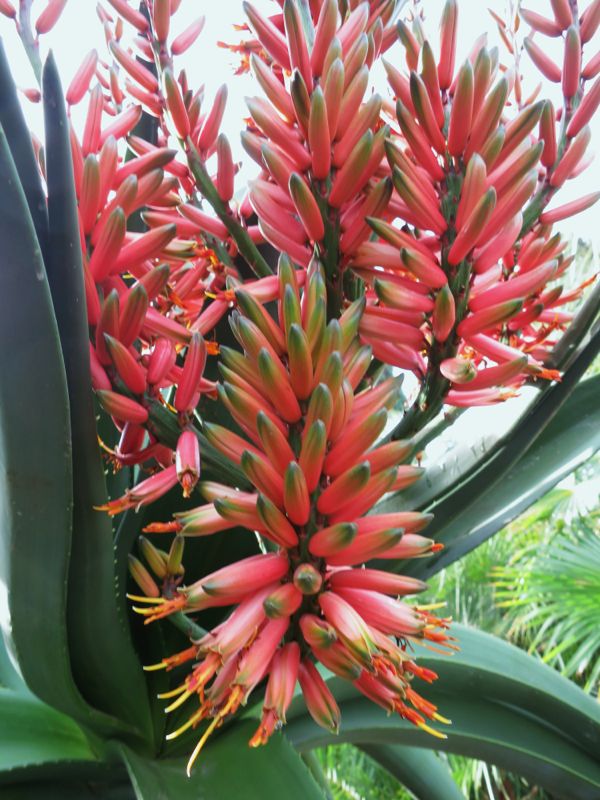 Aloe "Goliath" flower
