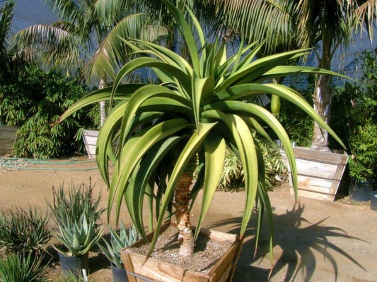 Aloe "Goliath" mature specimen