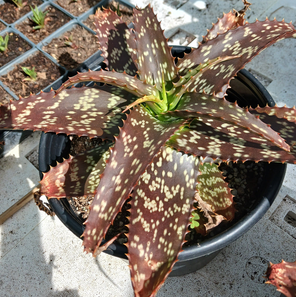 top view of Aloe greenii in 3 ga nursery pot