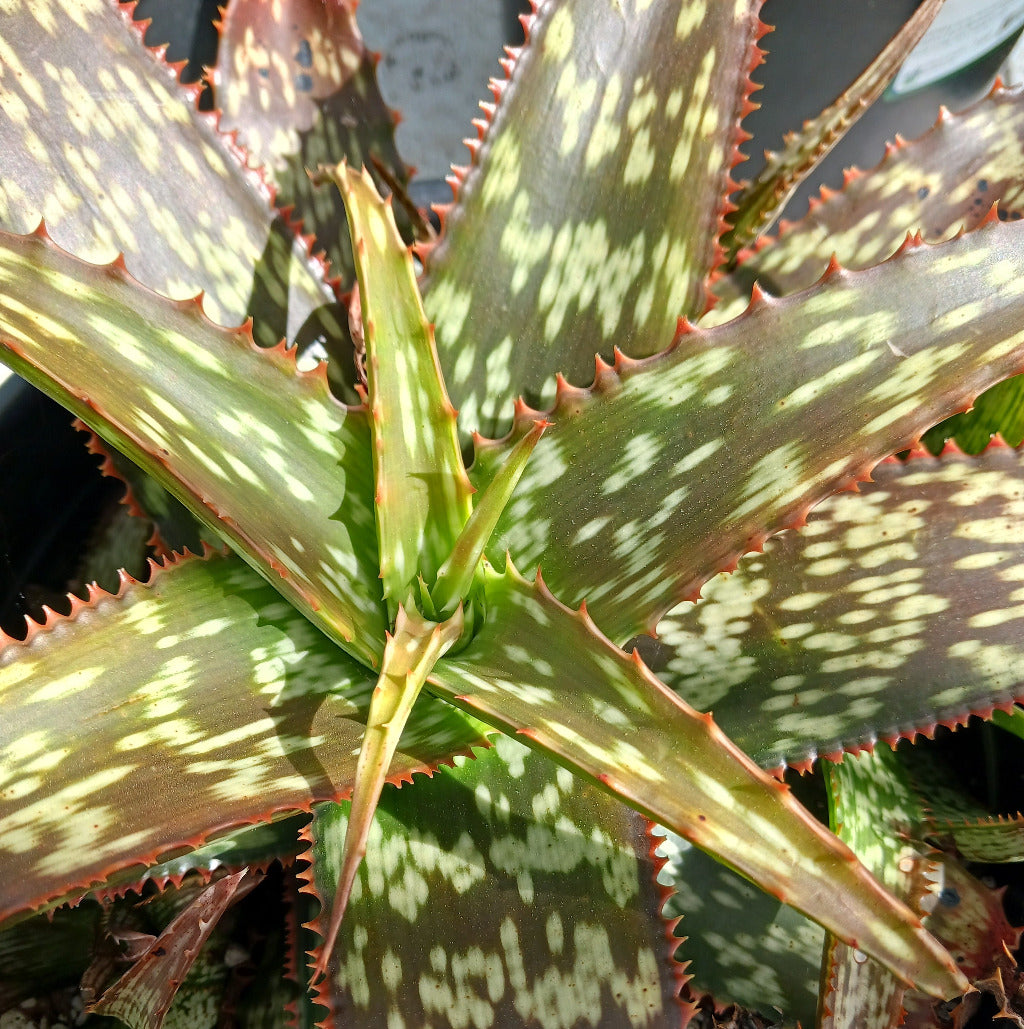 top view close up of Aloe greenii in 3 ga nursery pot