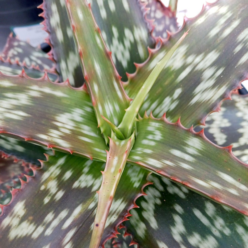 Aloe greenii in 3 ga nursery pot viewed close up