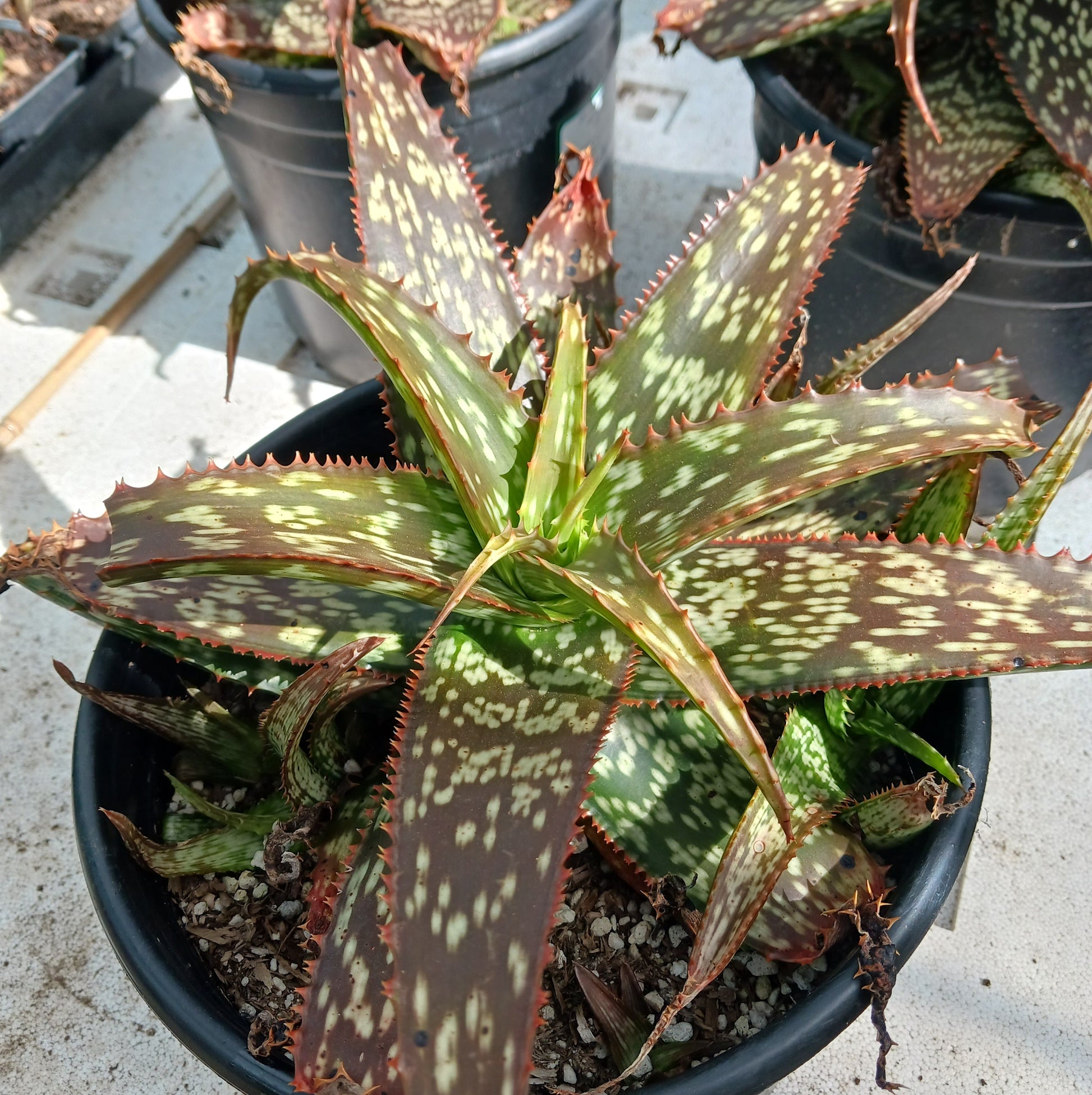 Aloe greenii in 3 ga nursery pot