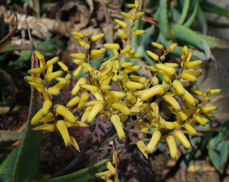 Aloe hildebrandtii yellow flower