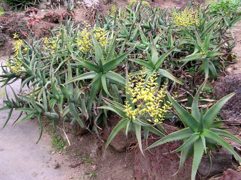 Aloe hildebrandtii large mature specimen in garden