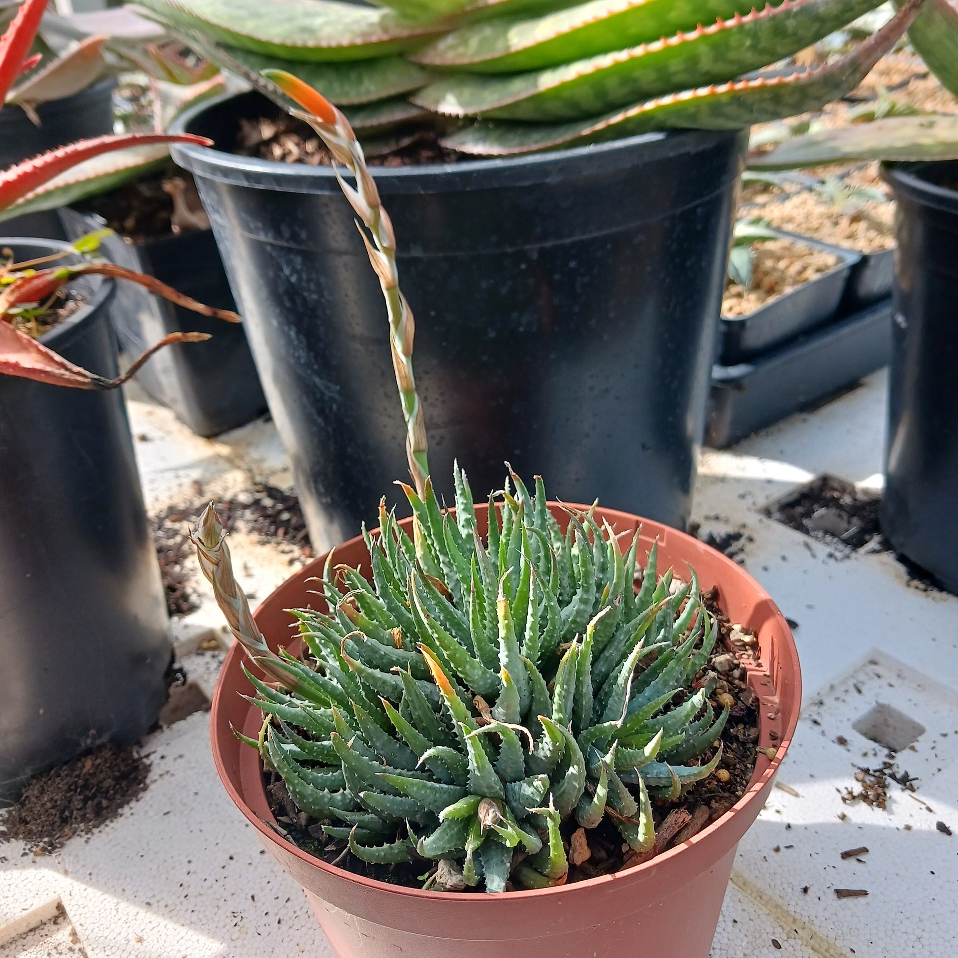 Aloe humilis in 4 in nursery pot