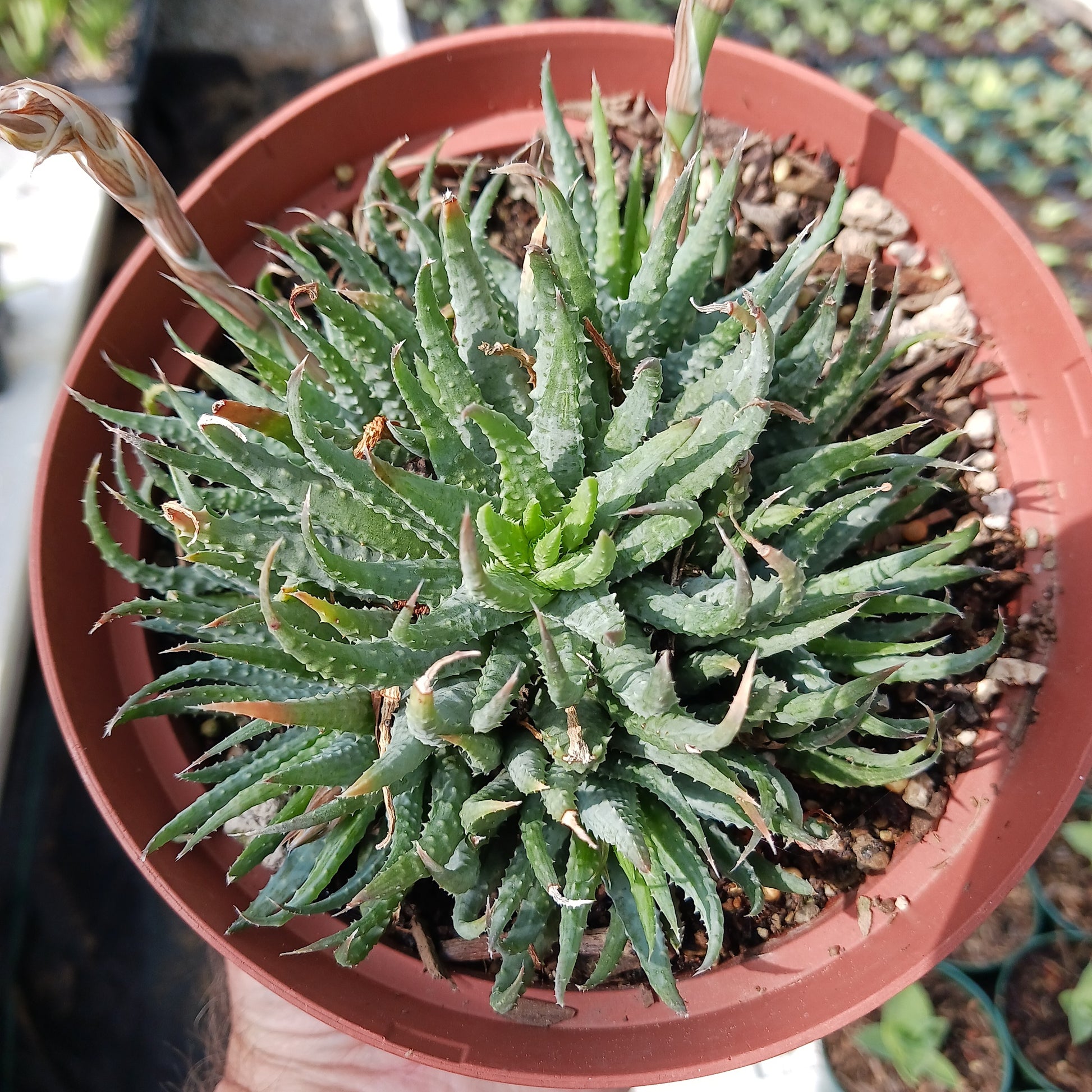 top vie of Aloe humilis in 4 in nursery pot