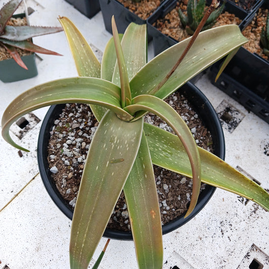 top view of Aloe inermis in a 2ga nursery pot