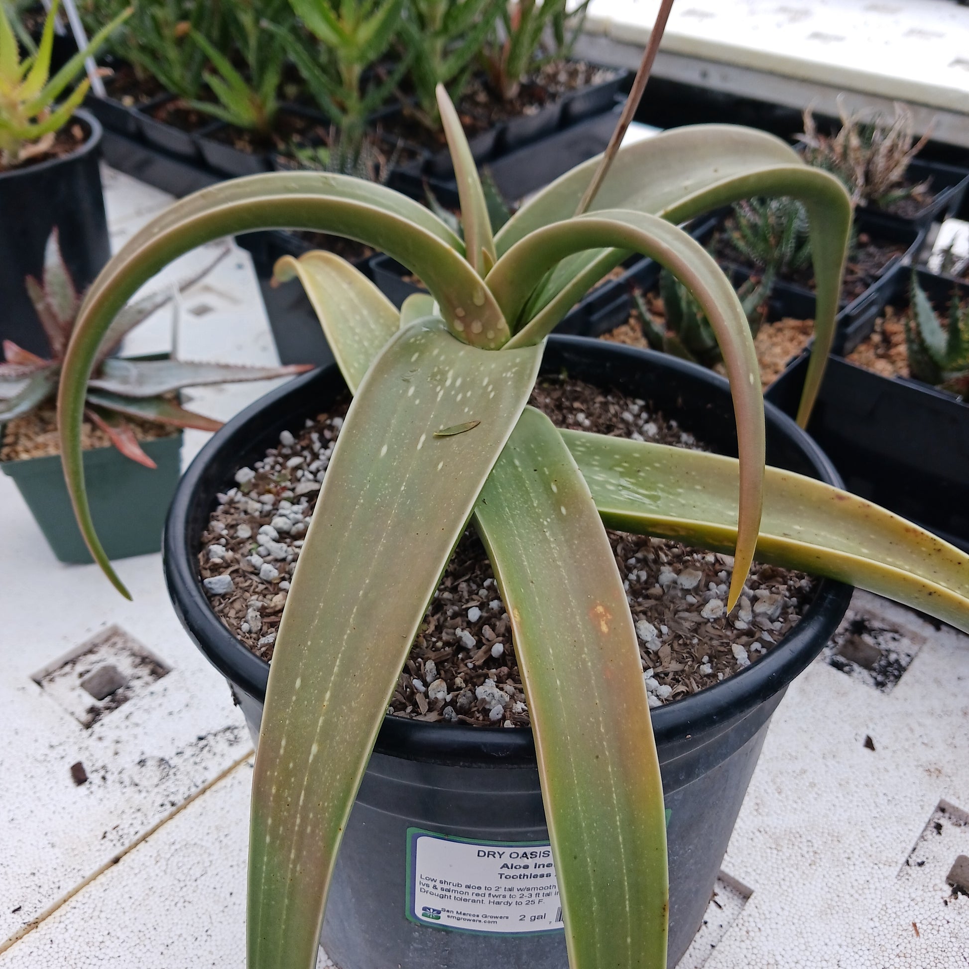 side view of Aloe inermis in a 2ga nursery pot