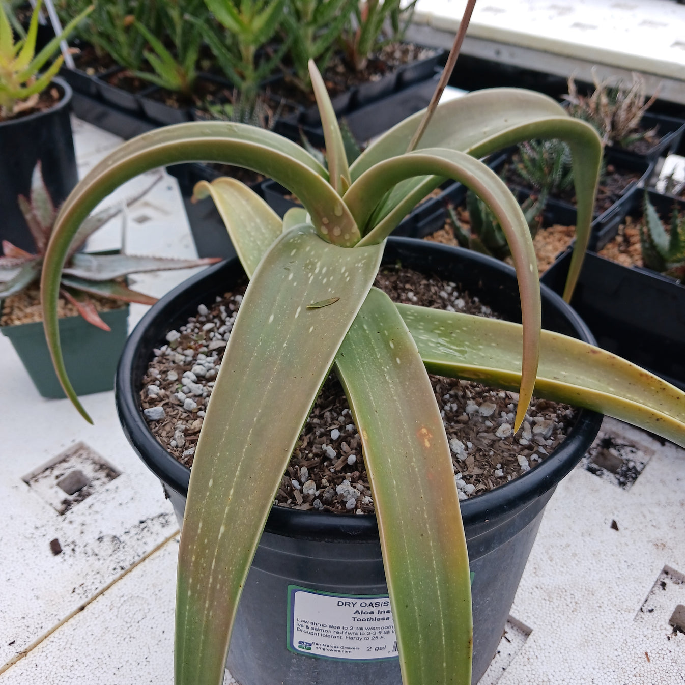 Aloe inermis - 2ga – dryoasisplants